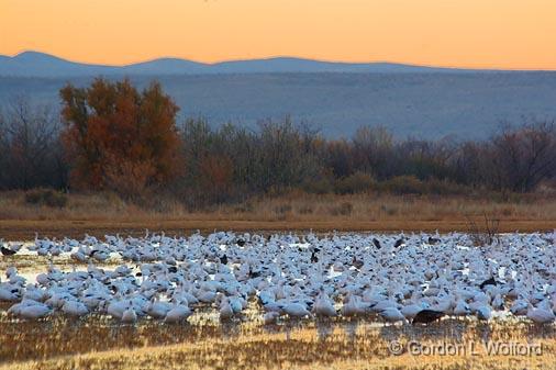 Snow Geese At Sunrise_73407.jpg - Snow Geese (Chen caerulescens) photographed in the Bosque del Apache National Wildlife Refuge near San Antonio, New Mexico, USA.